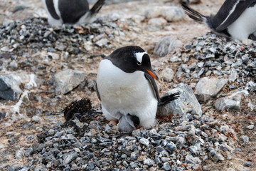 Naklejka premium Gentoo penguin with chicks in nest