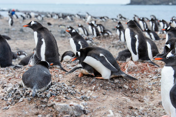 Naklejka premium Gentoo penguin in nest aggressive open beak