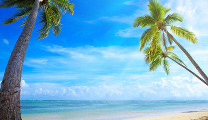 Palm trees on tropical beach.