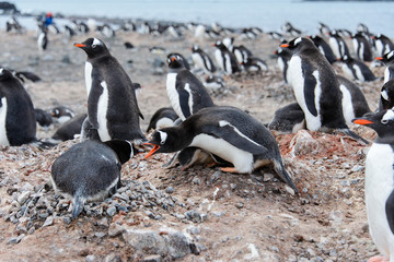 Naklejka premium Gentoo penguin in nest aggressive open beak