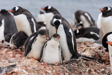 Fototapeta premium Gentoo penguin with chicks in nest