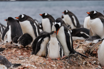 Gentoo penguin with chicks in nest