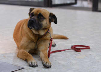 portrait of a dog breed boxer