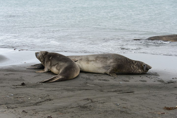 Two elephant seals on beach