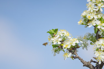 Bee on white plum flower with pollen in springtime. Close up macro of bee on plum blossom