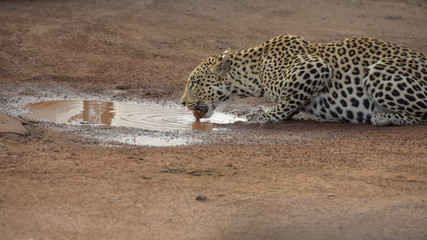 leopard drinking water