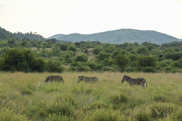 three zebra waking through tall grass