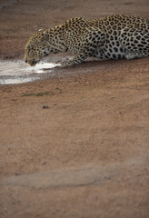 leopard drinking water