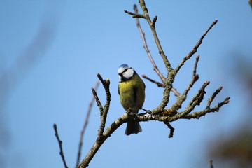 Blaumeise