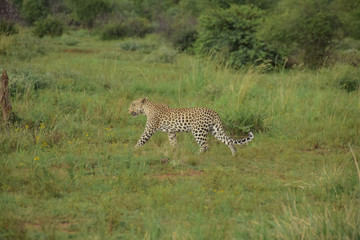 leopard walking