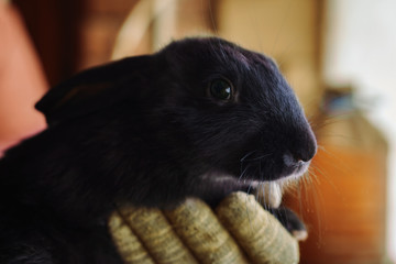 Black rabbit