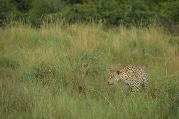 leopard standing - side view