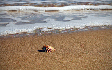 Seashell on the seashore