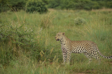 Fototapeta na wymiar leopard standing - side view