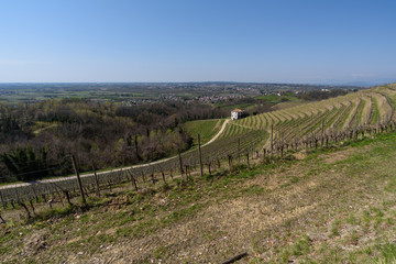 Fototapeta na wymiar Embrace of the Vineyards on the hills of Friuli