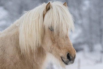Obraz na płótnie Canvas Closeup portrait of light brown Icelandic horse