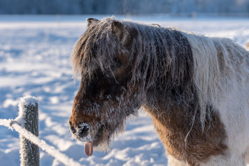 Tough and  frost covered Icelandic horse