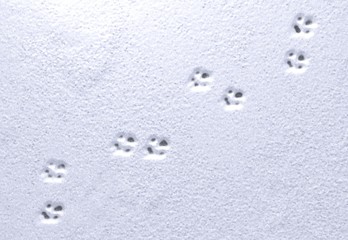 Fototapeta na wymiar Paw prints in snow. 3d illustration