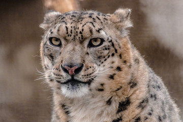 Snow Leopard, (Panthera uncia) face very close looking at you