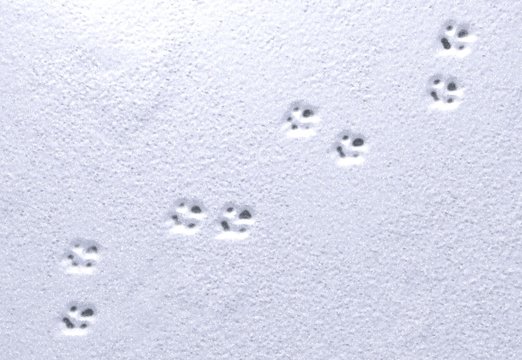 Paw prints in snow. 3d illustration