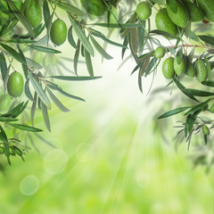 Green olives and leaves of olive tree on abstract bokeh light green background