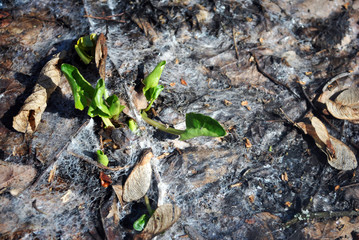 First green leaves of caltha (buttercup) in the background of rotten brown leaves and spider web around, first spring flower, horizontal composition