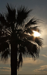 Palm tree at sunset