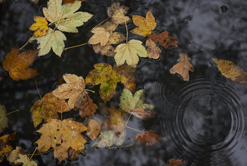 Herbstlaub im Wasser