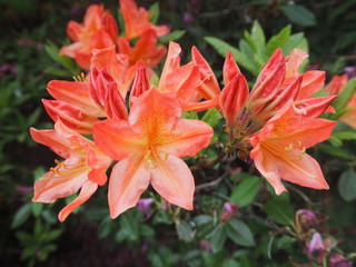 Rhododendron Botanical Garden Bergen Norway