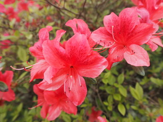 Rhododendron botanical garden bergen norway