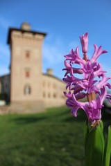 Scandiano in fiore 