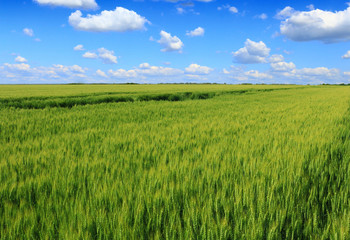 green wheat field