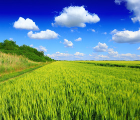 Fototapeta premium green wheat field and sky