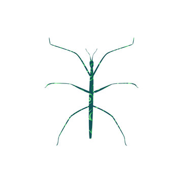 green stick insect on white background clip art preview