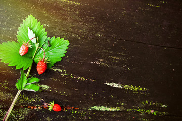 A bunch of wild ripe strawberries on a dark woody background in the forest. Natural background . Diet Concept Food
