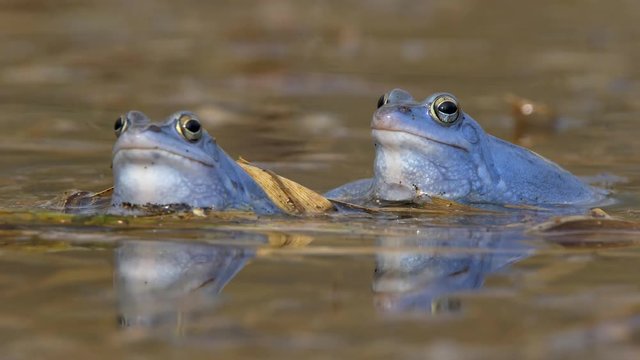 Blue moor frog (Rana arvalis) croaking 