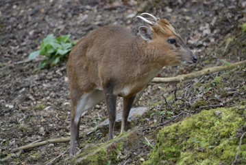 le muntjac