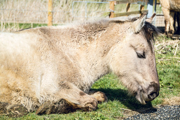 Fototapeta premium Portrait of a pony lying down on grass field on sunny day - 2