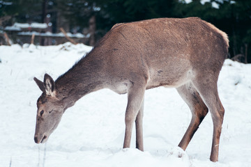 Reh bei der Futtersuche