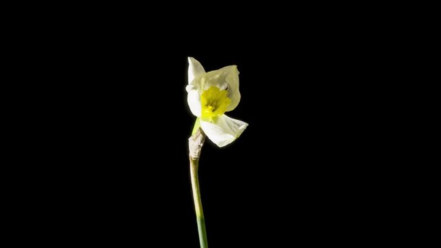 time lapse of white daffodils open up their blossoms
