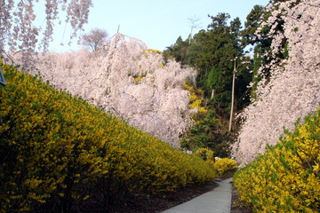 枝垂れ桜と連翹