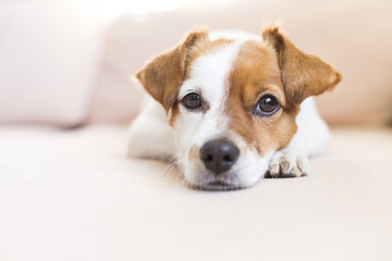 portrait of a cute small dog lying on the sofa and looking at the camera. Feeling tired or bored. Pets indoors, home, lifestyle.
