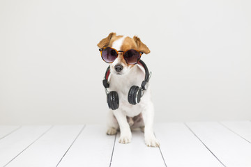 portrait of a cute small dog sitting on white floor and using a headset. He is looking at the camera. Pets indoors, home or studio. lifestyle. Dj concept