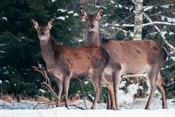 Rehe auf der Schwäbischen Alb