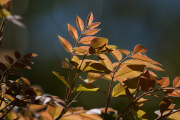 Branch with young golden leaves on soft bokeh background.