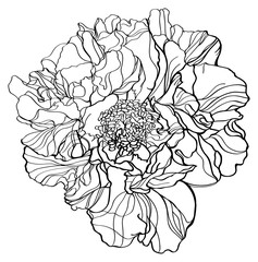 black and white line illustration of  peony japanese flower on a white background