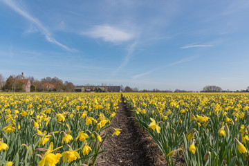 Yellow narcissus field