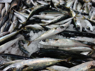 Fresh fishes in a market.