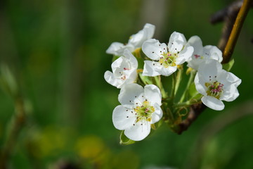 Birnbaumblüte, Blütezeit in Südtirol