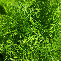 Young fresh dill